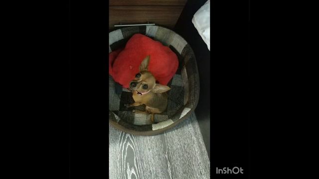 У нас дома появилась МЫШЬ🤦😆🐕 #всемдобра #моясобака #люблюсвоюсобаку #бытьдобру #мышь