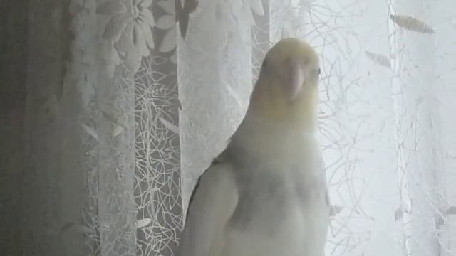 корелла мальчик разговаривает