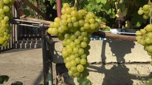 Виноград Лиепаяс Дзинтарс