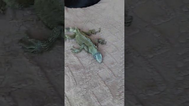 охранницы😂 #собаки#доби#акира#метис#ящерица#ящер# смотреть онлайн