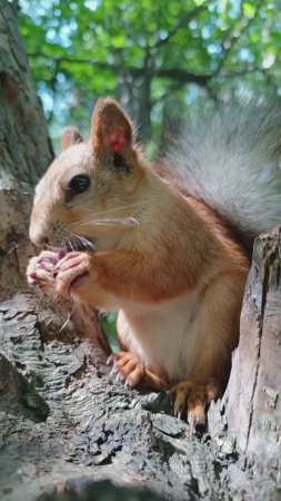 Хорошо сидим 😊🐿️👍