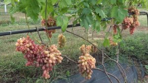 Виноград Николь
