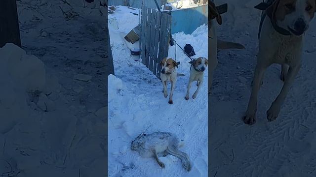 Грустно говорить но сезон охоты на зайца закончился. Гончие устали но довольны охотой. смотреть онлайн