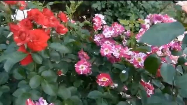 ЗАБЫТЫЕ КОНЦЕРТЫ ОП-24, Концерт 013, МУЗ. И ИСП. САМУИЛ ФРУМОВИЧ Памяти А.Фета смотреть онлайн