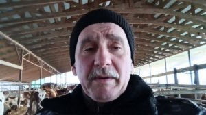 Сколько коров может доить семья?