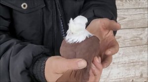 Сельские голуби. 12 01 2022 года в гостях у Владимира. Благодарненские белоголовые.