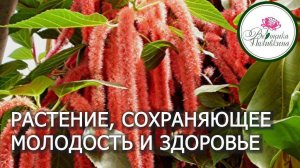 Растение для здоровья и продления молодости