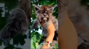 я был когда-то странной игрушкой безымянной который в магазине никто не подойдёт