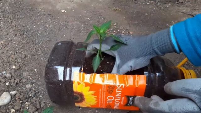 Grow in the garden Shoker bagan reusable plastic bottles idea 2962020 uk Islington Ep. 40