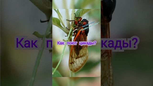 Как поют цикады? #лужайкадлячитайки #всеобовсем #школьноечтение #какпоютцикады
