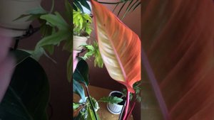 Филодендроны. Обзор моих растений.