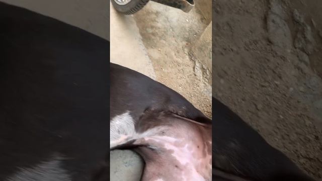 Моя индийская дворняжка ❤️ Южная Индия. Путтапарти❤️ смотреть онлайн