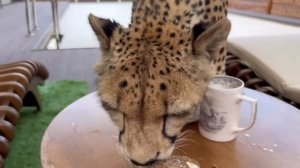 Гепард Герда украла мой ужин!