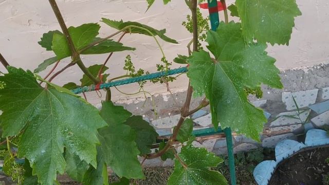 Виноград. В подвязке тоже есть нюансы смотреть онлайн