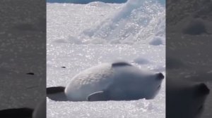 А хорошо жить ещё лучше