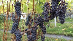 Виноград Чёрный жемчуг