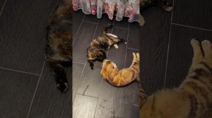 Но только ТЫ - рыба моей мечты ☺✨