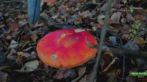 ОСТОРОЖНО!!! ЯДОВИТЫЕ???  Грибы 2024 весна осень в горах Дагестана, помогите разобраться