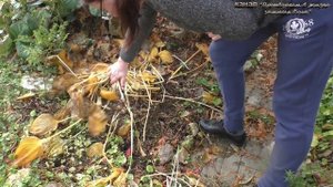 Никогда не обрезаю листья хосты а удаляю их легко и быстро осенью