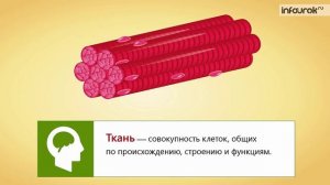 10. Общий обзор организма человека. Клеточное строение организма. Ткани