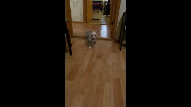 Кот и пёс - Пора домой смотреть онлайн