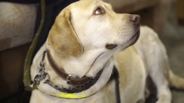 Четвероногие помощники смотреть онлайн