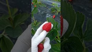 Джуси. Новинка 2023 года. Обзор клубники короткого светового дня.