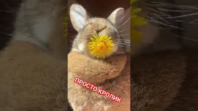 Просто кролик жующий одуванчик