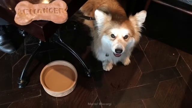 Marcel @lecorgi x Evening Standard Go London: Dog-Friendly Bellanger Brasserie (London)