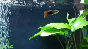 JUWEL PRIMO 70L Aquarium