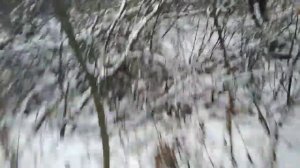 Проверка петель на фазана! *утанавка петель на фазана* первый снег!        #проверкапетельнафазана