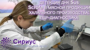 ИССЛЕДОВАТЕЛЬСКАЯ РАБОТА В СИРИУС|ФЕВРАЛЬ|2025