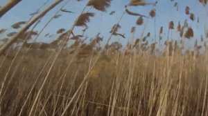 Охота на фазана в декабре