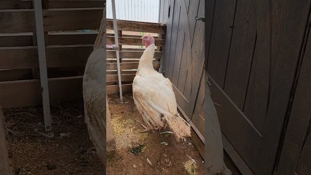 ТЫ КТО ИНДЮК ИЛИ СТРАУС / США смотреть онлайн