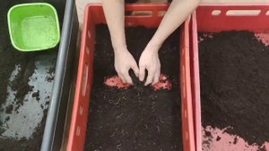 Расселение мальков червя Дендробены