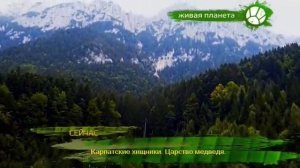 Карпатские хищники 01 Царство медведя