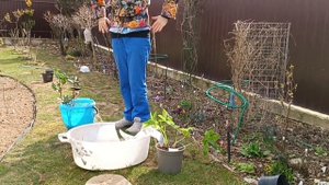 Высаживаю морозники из ГОРШКА в ГРУНТ.