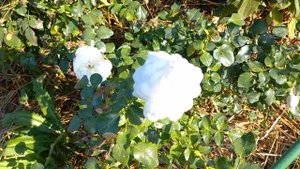 Почвопокровная роза Kastelruther Spatzen