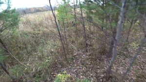 Охота на рябчика по полям с русским охотничьим спаниелем.