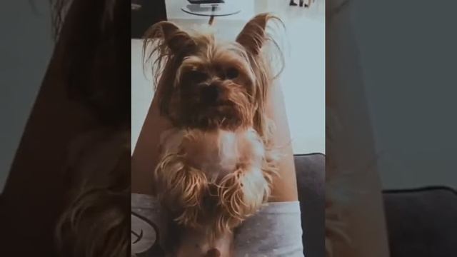 Том форд (имя собаки) самое милое видео ☺️ смотреть онлайн