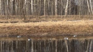 Продаю чучела селезней Шилохвость (новые), из полистирола высокой плотности.