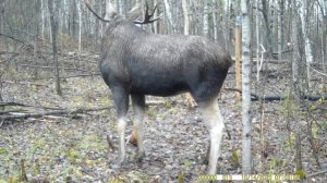 Старая знакомая с оторванным ухом пришла на солонец спустя два года, да ещё и не одна.