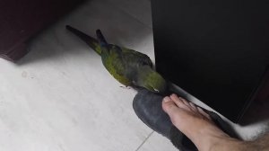 Патагонский Попугай нашел необычного друга.