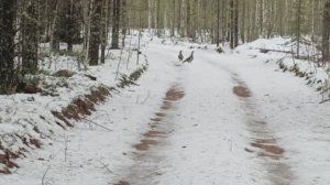 Проверка капканов на куницу. Поиск металла.