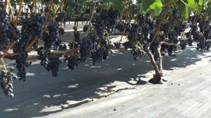 Виноград Веста 2024г. На 9.09 Br 25  Кусту 3й год.