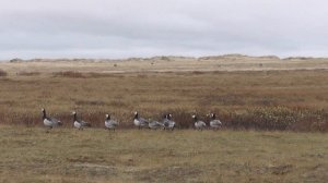 Белощёкая казарка доверчива в тундре