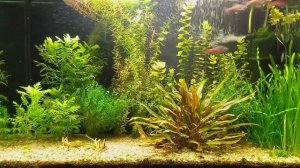 Успокаивающая музыка на фоне аквариумных рыбок 1