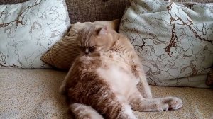 Кот умывается! The cat washes up!