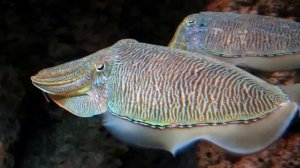 Sepia pharaonis - Cuttlefish in Aquarium