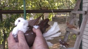 Сельские голуби. 6 09 2021г, посёлок Передовой. В гостях у  Евгения             Александровича.